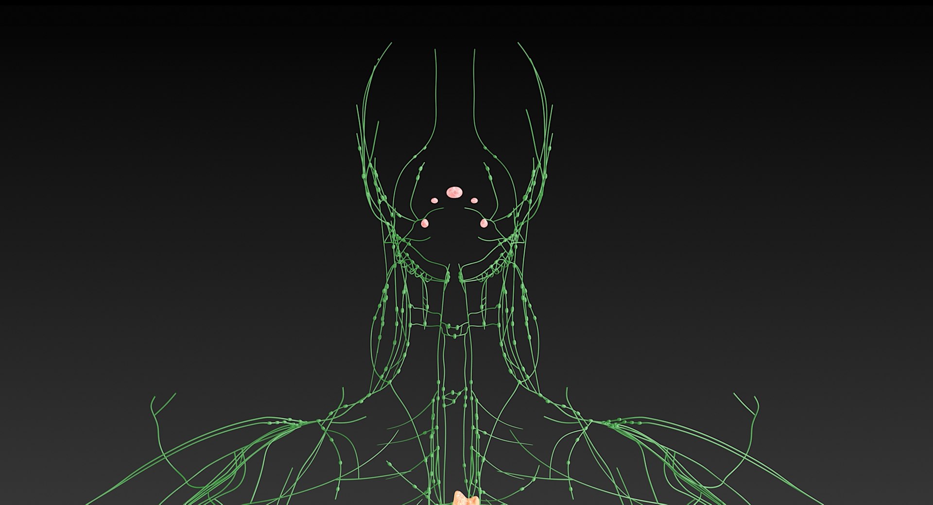 realistic lymphatic model https://p.turbosquid.com/ts-thumb/7a/XD9w1h/sBUgmlQj/_view01/jpg/1559292804/1920x1080/fit_q87/64dc4024b4bc10199e14945a2692b4be66290692/_view01.jpg