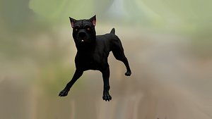 Cane corso Dog