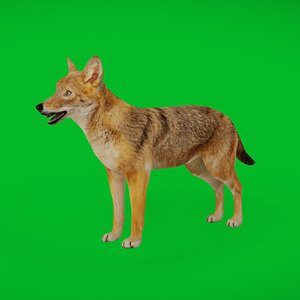 3D model European Female Jackal