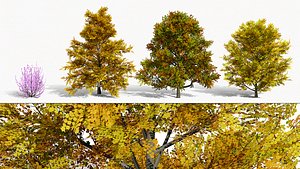 Tulip Poplar Tree collection