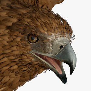 Flying Gurney Eagle