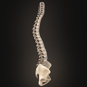 3D model spine anatomy spinal column
