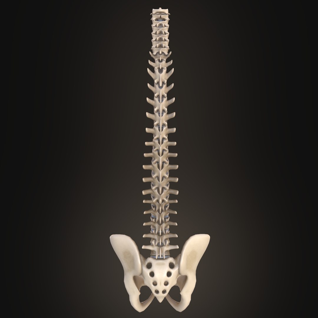 3D Model Spine Anatomy Spinal Column - TurboSquid 1427496