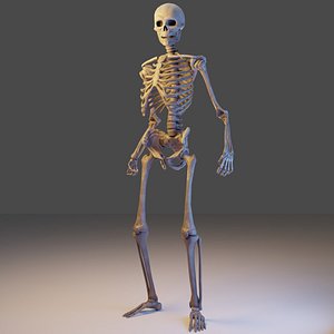 3D model rigged skeleton - videogame