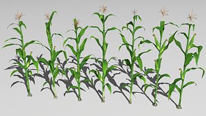 Corn field model