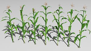 Corn field