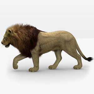Lion 3 Fur Animated