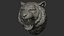 Rugido de sorriso de tigre