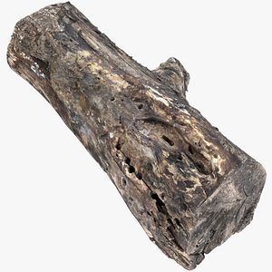 3D model Tree trunk 3d scan highpoly