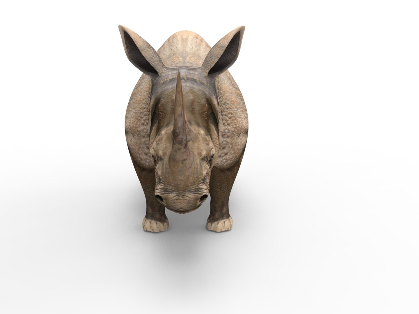 Realistic Rhino Rigged 3D - TurboSquid 1268931