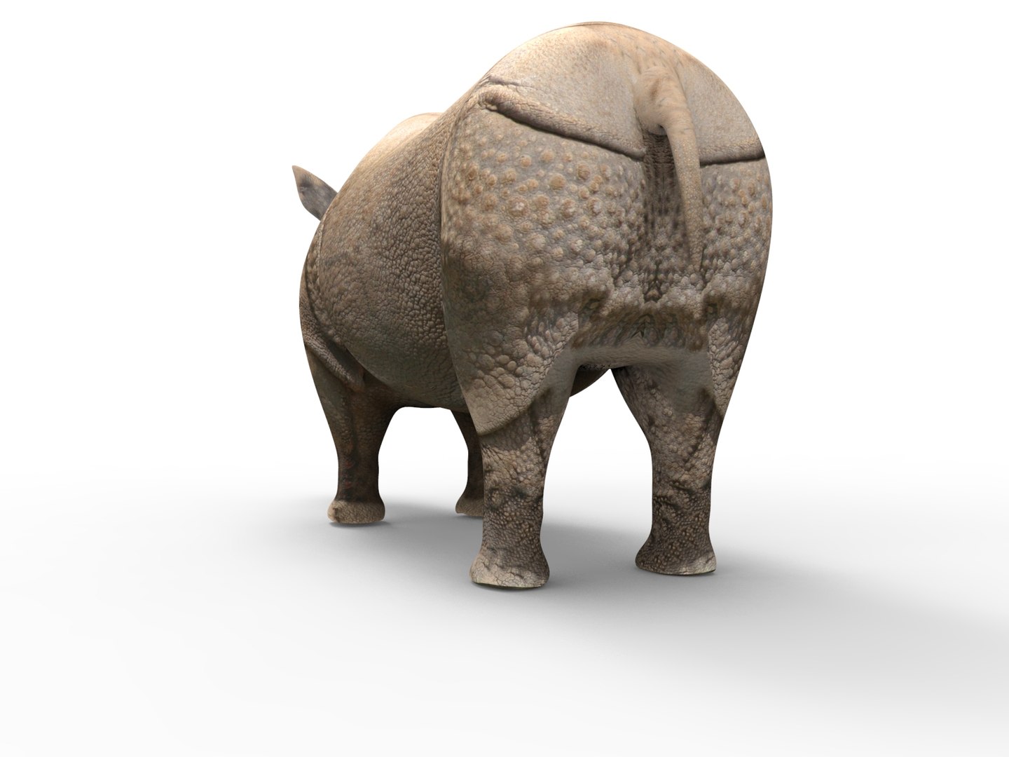 Realistic Rhino Rigged 3D - TurboSquid 1268931