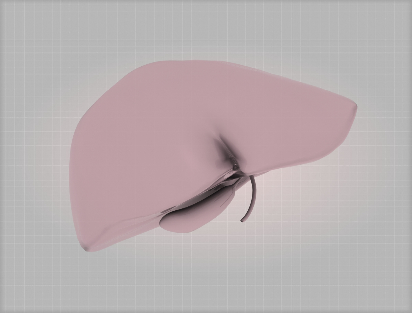 liver medical digestive 3ds https://p.turbosquid.com/ts-thumb/7b/IgpY0q/H6jCV57j/lnt/jpg/1294877991/1920x1080/turn_fit_q99/8409c135b46642ebb7786688e0d86254982f671e/lnt-1.jpg