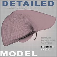 Highly Detailed Liver-NT(1)