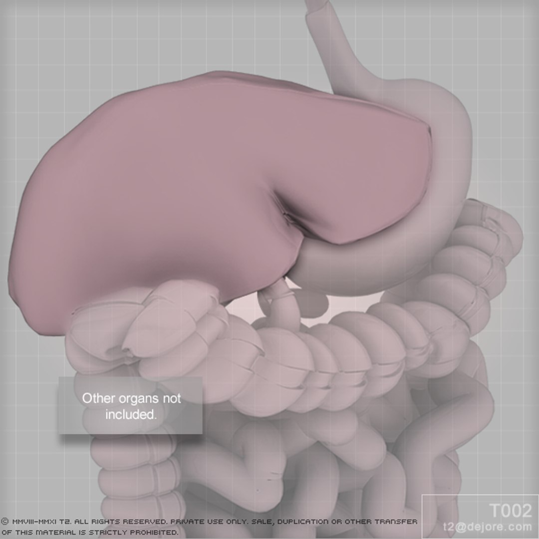 liver medical digestive 3ds https://p.turbosquid.com/ts-thumb/7b/IgpY0q/WoDMEuPV/promo600_005_005/jpg/1294877788/1920x1080/fit_q87/ef1a20a1c1537cf4e0170f09b59fafb1dd9b6cc1/promo600_005_005.jpg