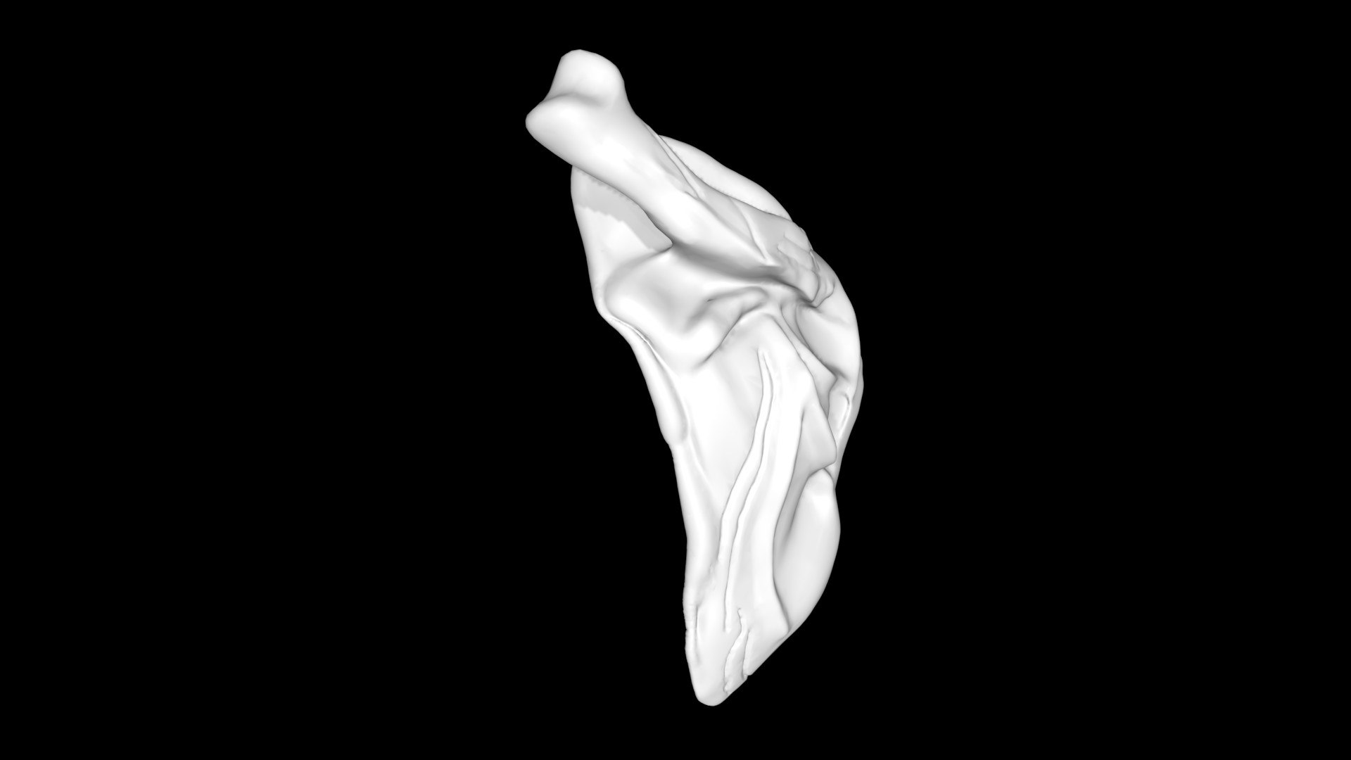 3D Scapula - TurboSquid 1891134