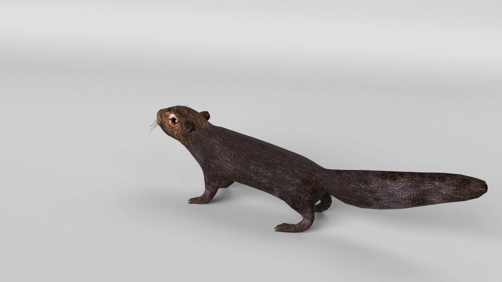animal nature squirrel model https://p.turbosquid.com/ts-thumb/7b/TsibTQ/S7NMe1dr/squirrel_0007/jpg/1603648738/1920x1080/fit_q87/cafe2ead0d65bbb14b4d7cfb6db8533015ddc966/squirrel_0007.jpg