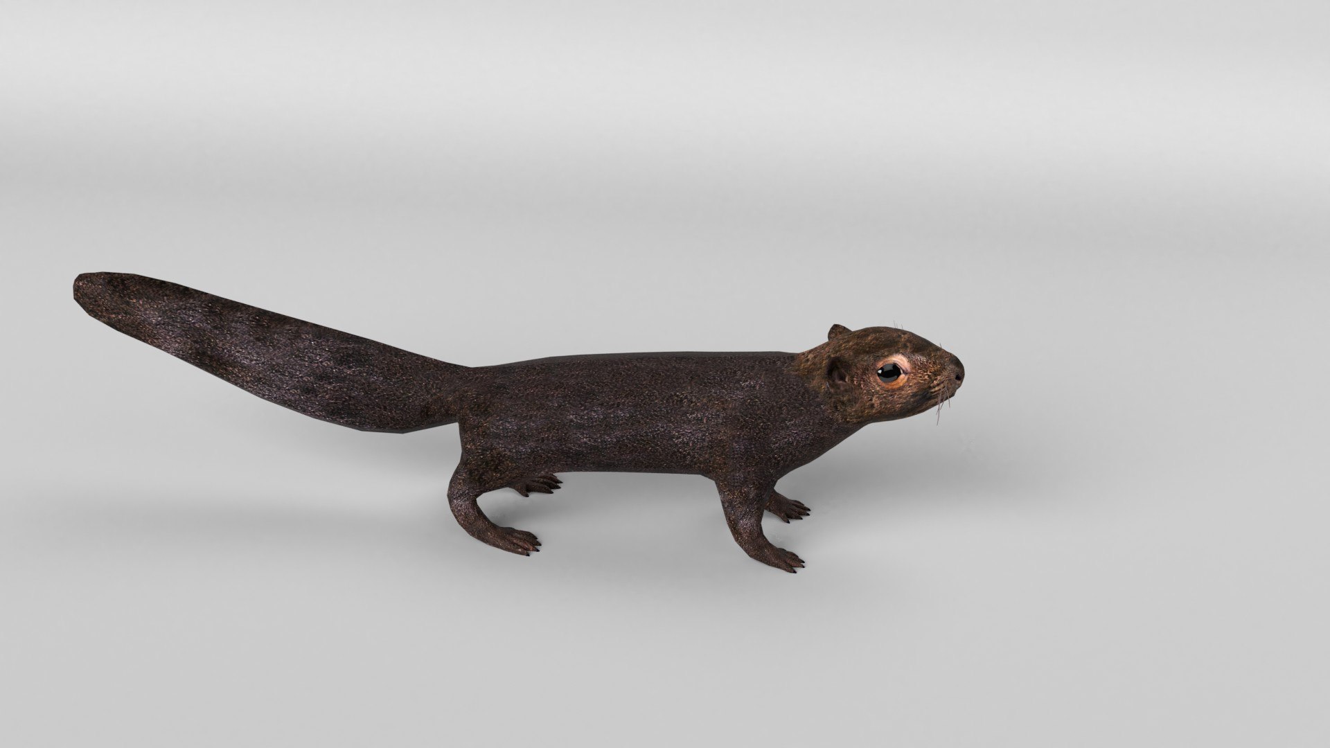 animal nature squirrel model https://p.turbosquid.com/ts-thumb/7b/TsibTQ/smqTVRbk/squirrel_0003/jpg/1603648737/1920x1080/fit_q87/2c018a3360a73f557c2456646768b552d11c26fb/squirrel_0003.jpg