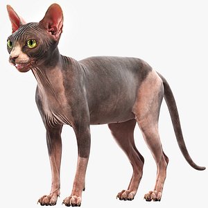 Sphynx Cat