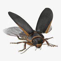 Hygrobia Beetle Brown Realistic Flying