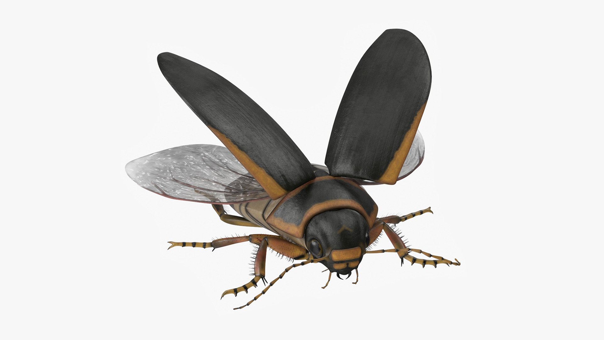 Hygrobia Beetle Brown Realistic Flying 3D model preview