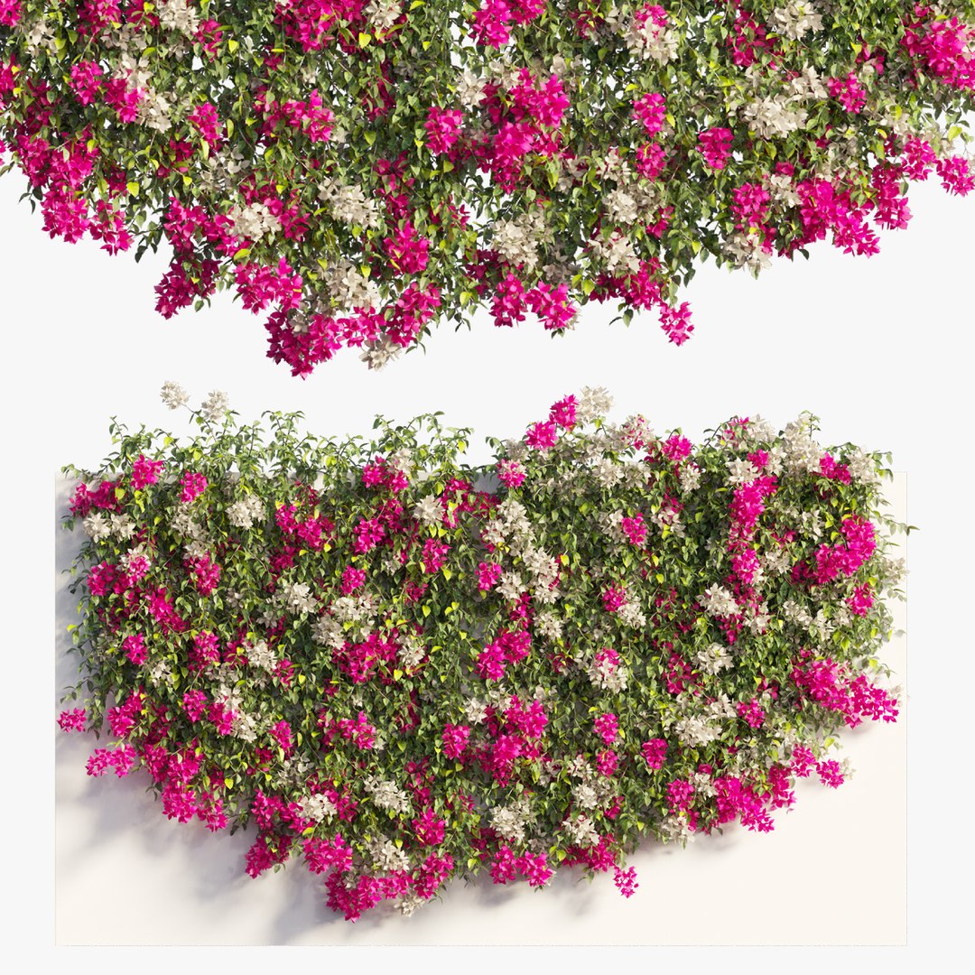 3D Bougainvillea plant set 60 - TurboSquid 2022680