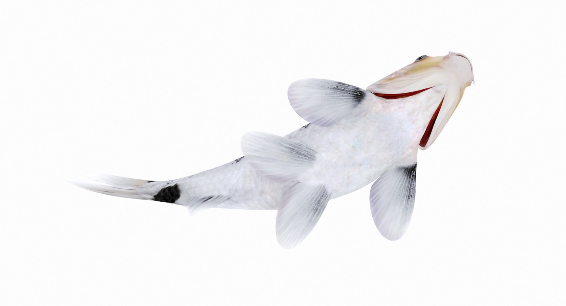 6 Koi Fish Pack Animated 3D model https://p.turbosquid.com/ts-thumb/7b/ZTfeWY/Gx/04/jpg/1668350119/1920x1080/fit_q87/bb35e543493a1efaf8e526de490e1ce662f105d1/04.jpg