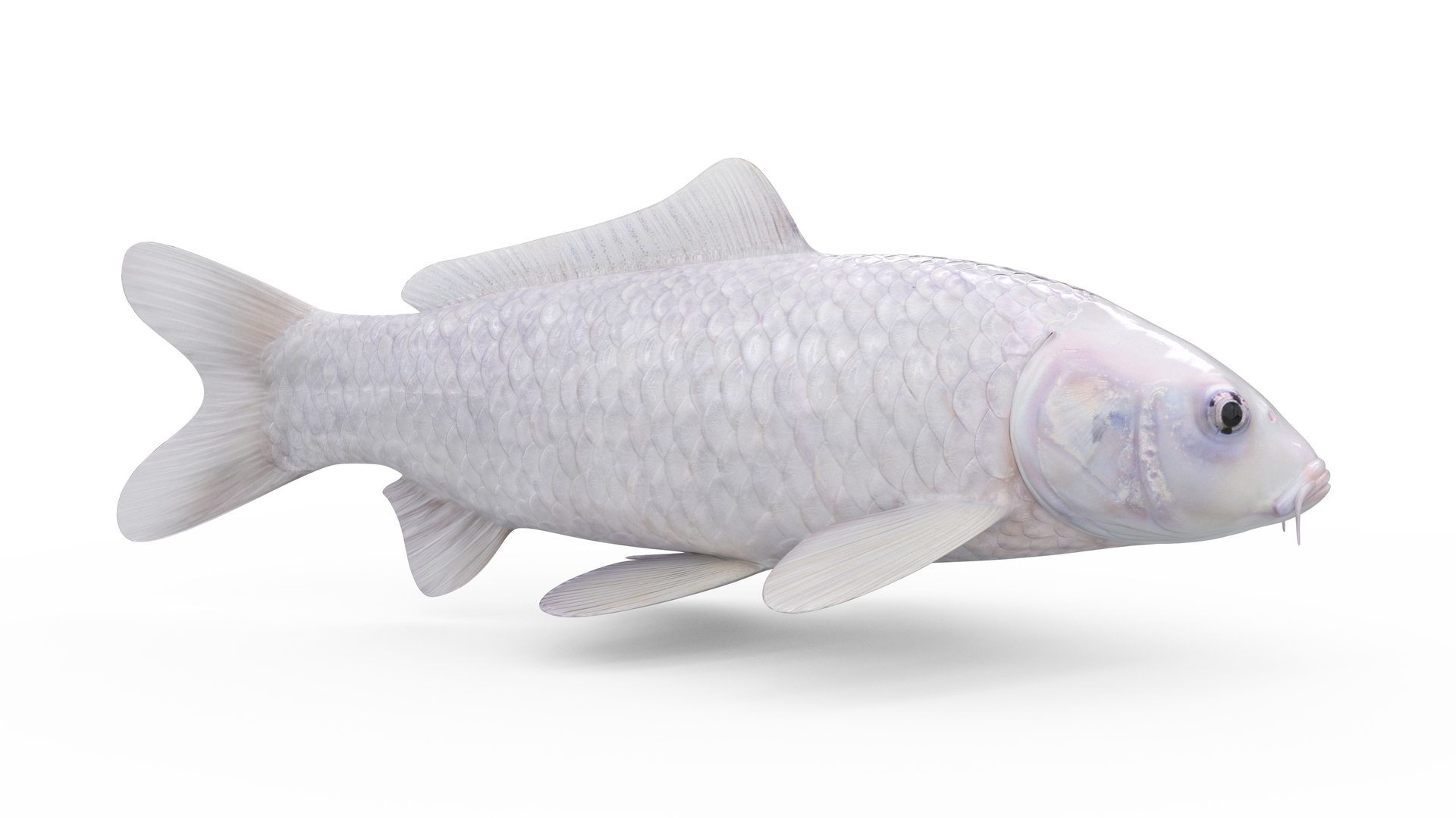 6 Koi Fish Pack Animated 3D model https://p.turbosquid.com/ts-thumb/7b/ZTfeWY/Jy/start_/png/1668350139/1920x1080/fit_q87/751705eb512a5319470ed40e0f49d08d69e5e48a/start_.jpg