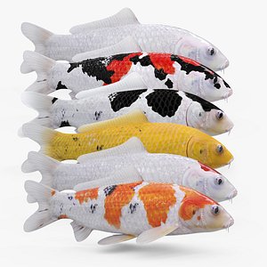 6 Koi Fish Pack Animated 3D model