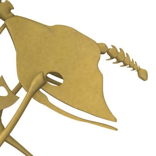 realistic bird skeleton 3d model