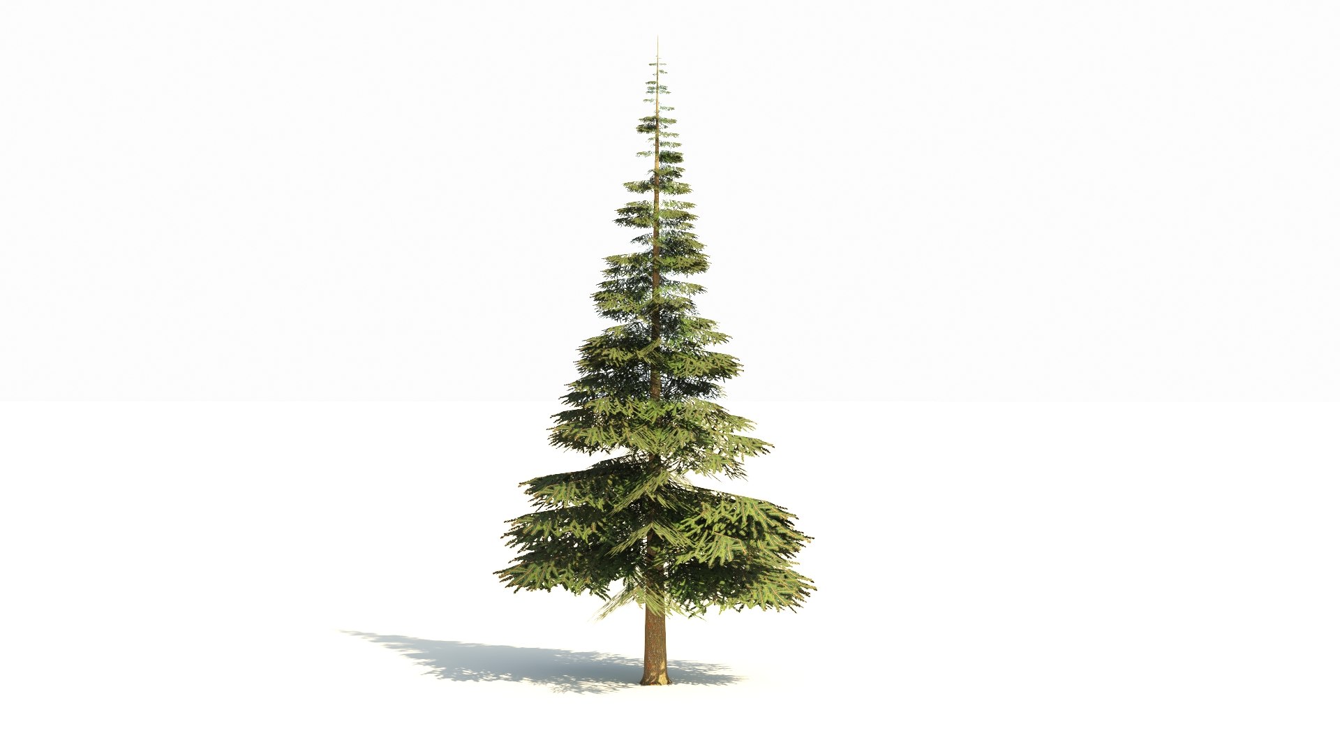 Spruce V5 Lowpoly 3D Model - TurboSquid 2319115