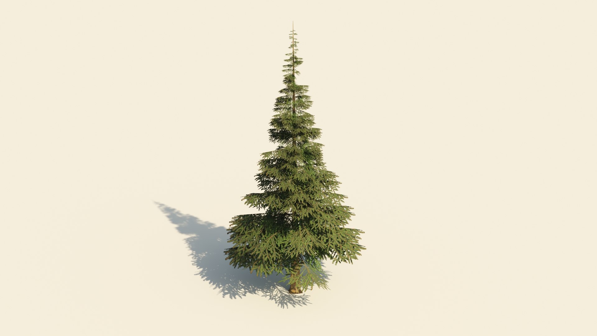 Spruce V5 Lowpoly 3D Model - TurboSquid 2319115