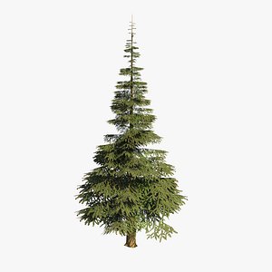 Spruce v5 lowpoly 3D model