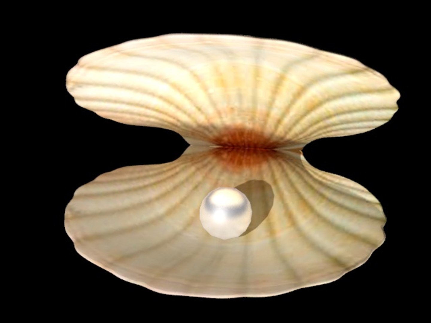 Realistic Seashell Pearl 3d Max