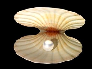 realistic seashell pearl 3d max
