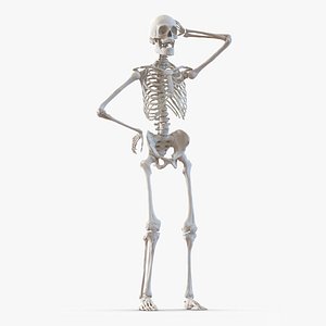 Human Male Skeleton Rigged