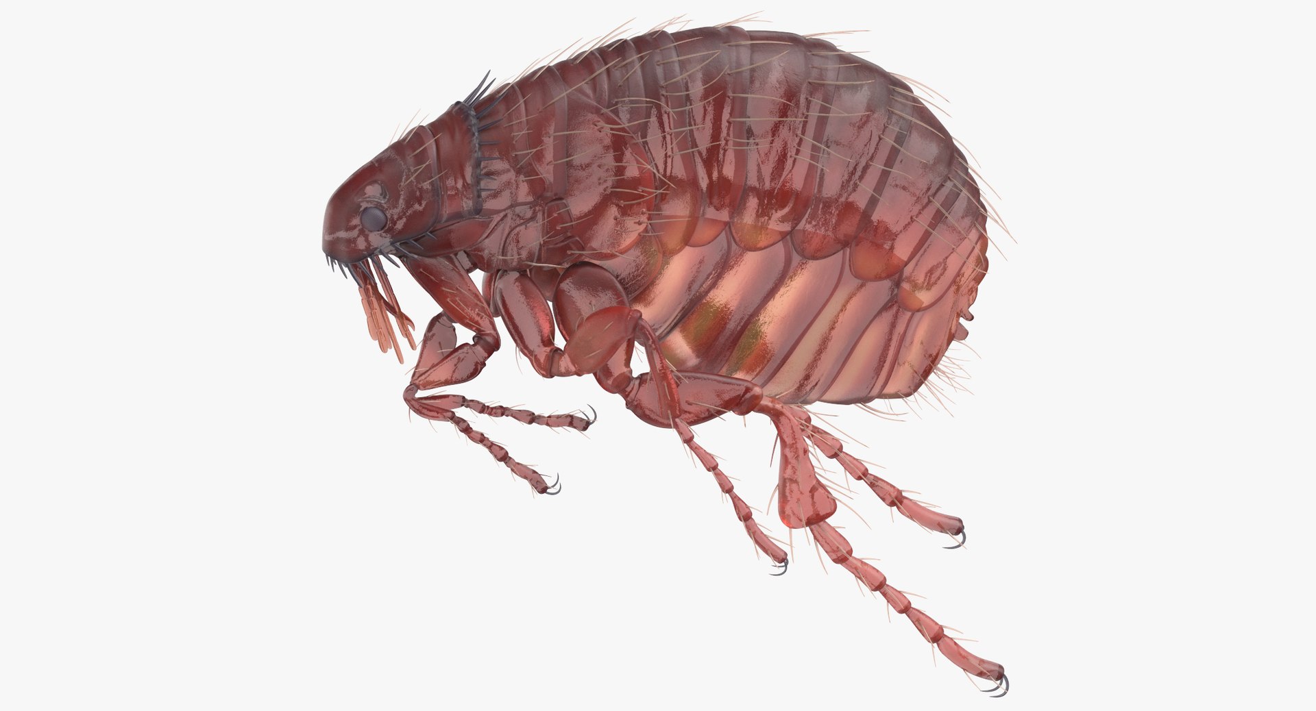 Flea Poses Model - TurboSquid 1399517