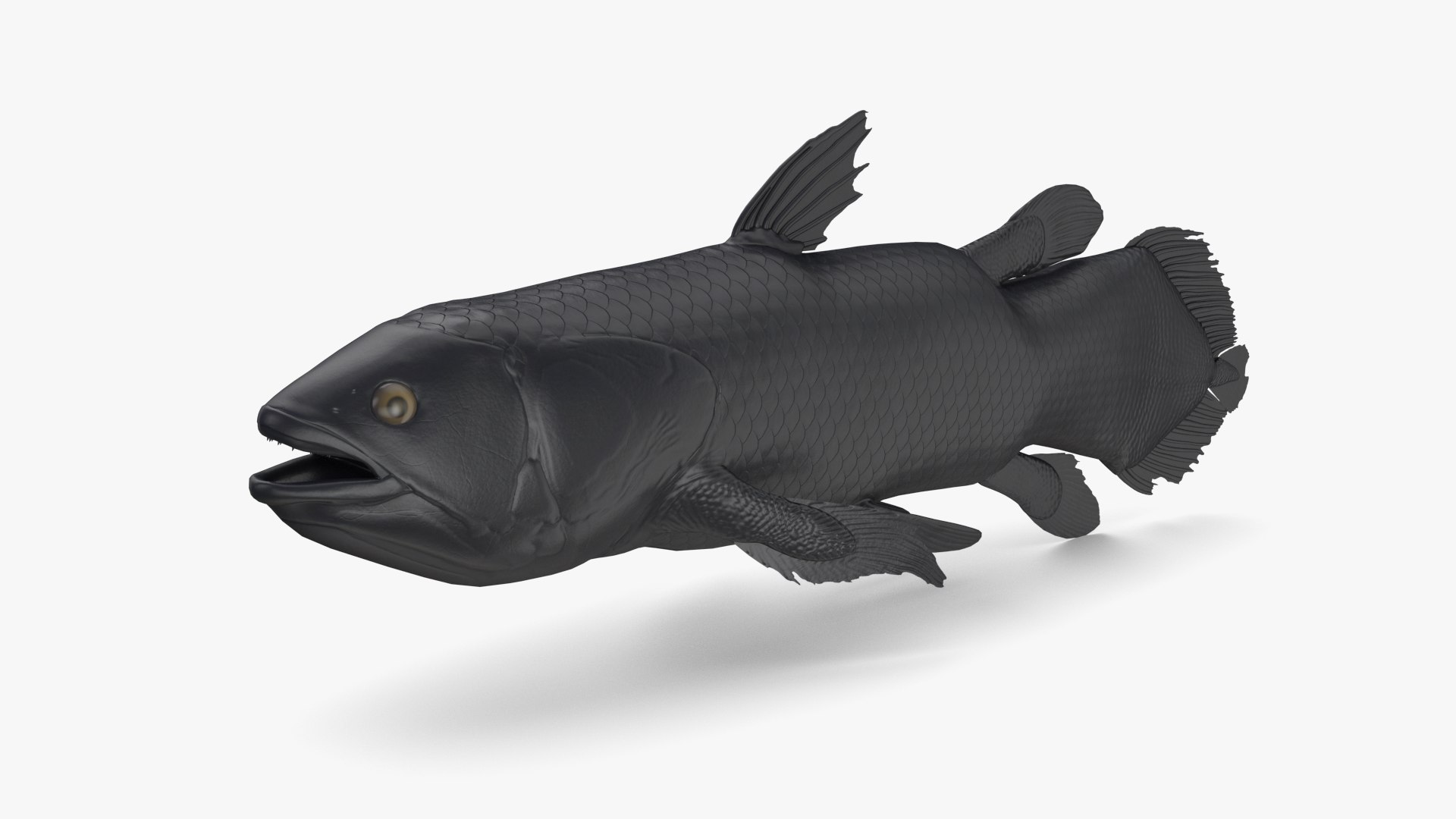 シーラカンス3Dモデル - TurboSquid 1463800