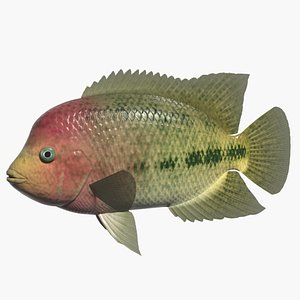 Redhead cichlid
