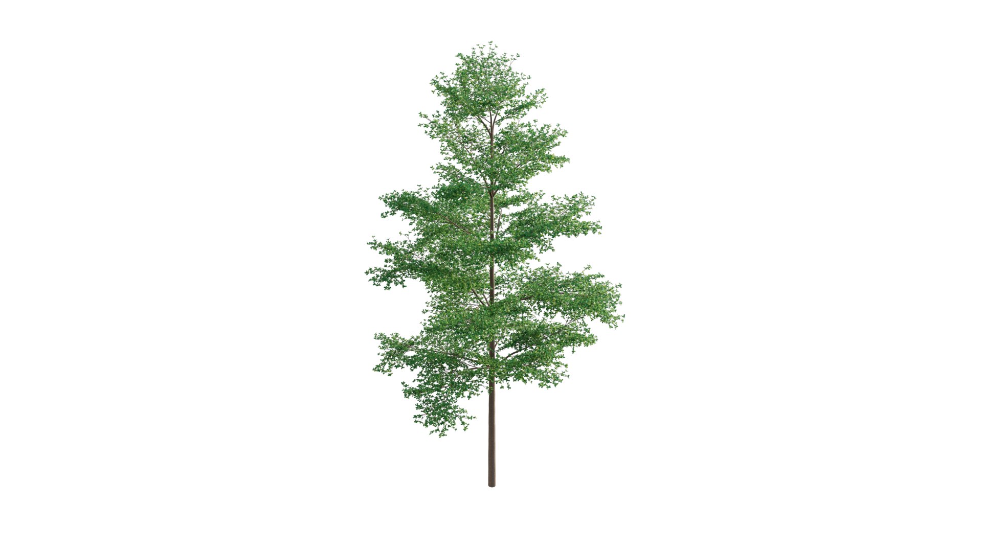 3D Terminalia Mantaly - TurboSquid 1778439