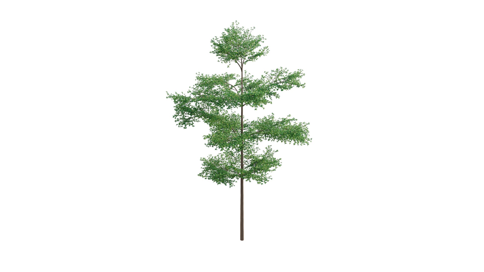 3D Terminalia Mantaly - TurboSquid 1778439