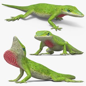 3D model Green Anole Reptile Set Animated Rigged For Maya