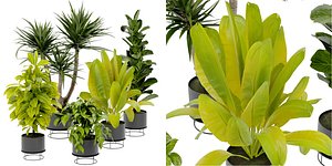 Collection plant vol 389 - blender model