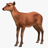 Red Deer Doe