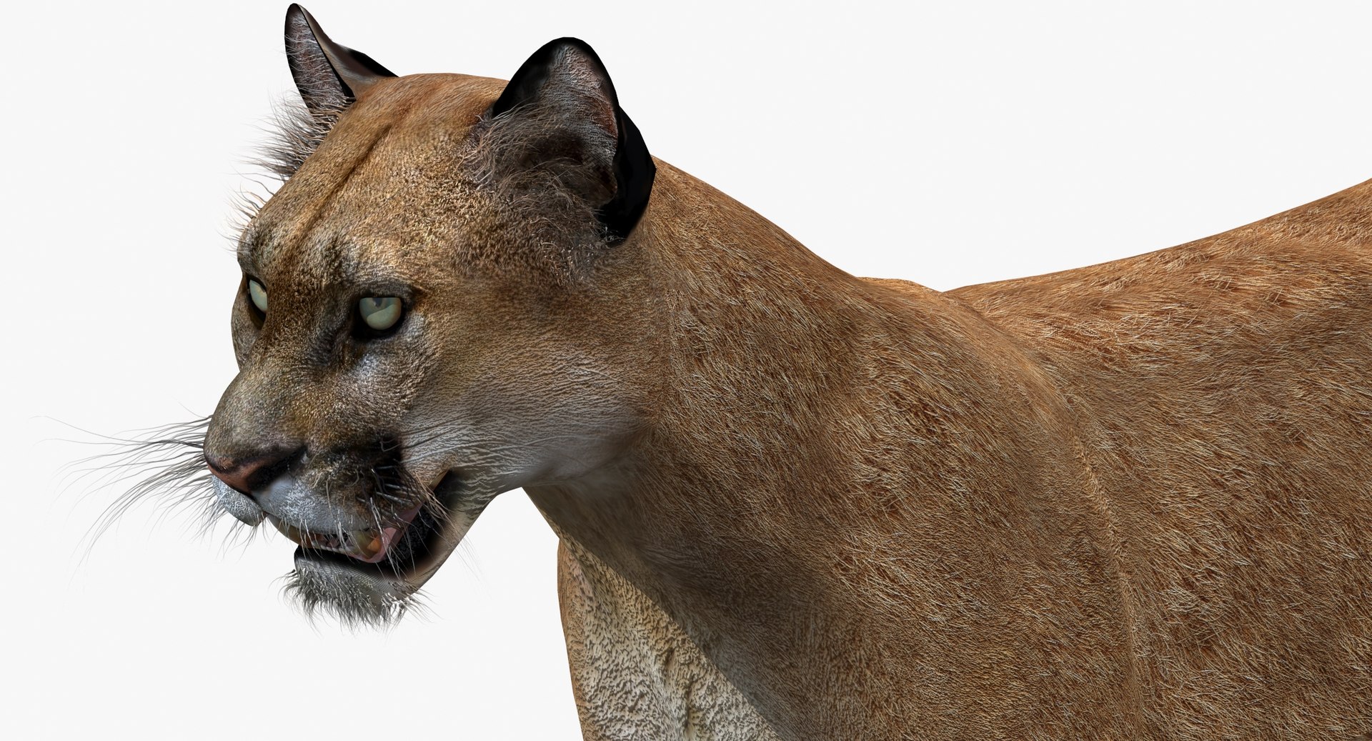 puma cat feline max https://p.turbosquid.com/ts-thumb/7c/8rELPw/0bd7nm4b/pumacougar3dmodelfur11/jpg/1449258375/1920x1080/fit_q87/f0d4ebaeda1bfacc80e1d397f29b385778101e8c/pumacougar3dmodelfur11.jpg