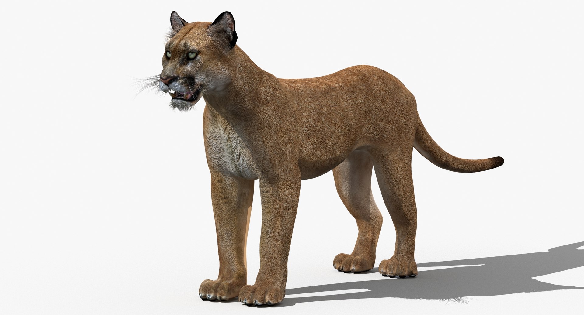 puma cat feline max https://p.turbosquid.com/ts-thumb/7c/8rELPw/6GPDsCpc/pumacougar3dmodelfur04/jpg/1449256590/1920x1080/fit_q87/6fe55f1126d7aebd1e5d095d574cd9b38564ed89/pumacougar3dmodelfur04.jpg