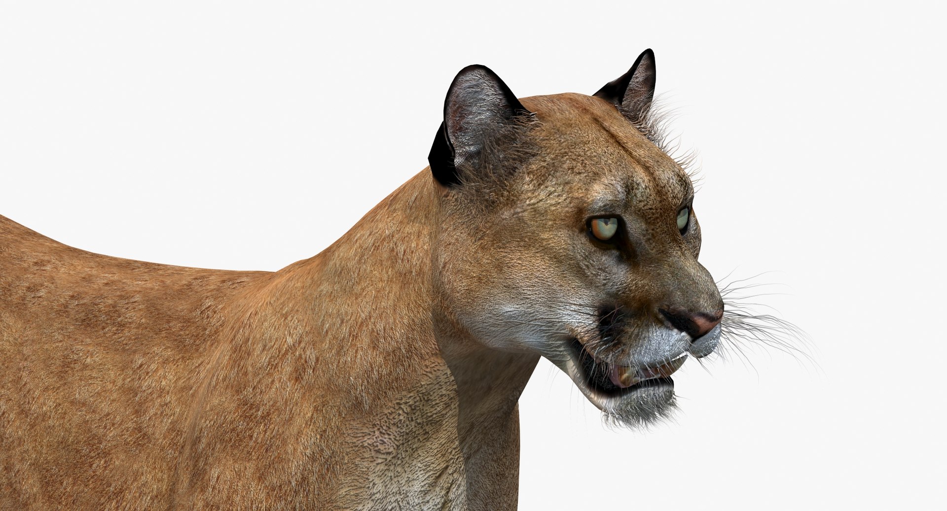 puma cat feline max https://p.turbosquid.com/ts-thumb/7c/8rELPw/HsDVdAyS/pumacougar3dmodelfur12/jpg/1449258375/1920x1080/fit_q87/2eaebc331d12f14318615b0d6cc2ead8fe4cdc4c/pumacougar3dmodelfur12.jpg