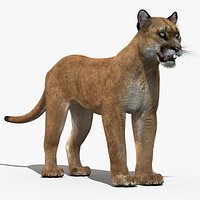 Puma