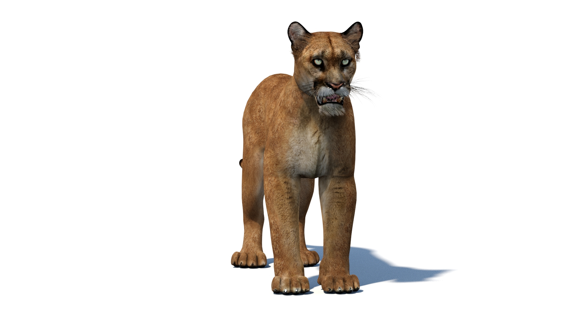 puma cat feline max https://p.turbosquid.com/ts-thumb/7c/8rELPw/cB/puma3dmodel/jpg/1717482396/1920x1080/turn_fit_q99/7c2346a9976aa268e9b0a5c25e4b4c1b68252b93/puma3dmodel-1.jpg