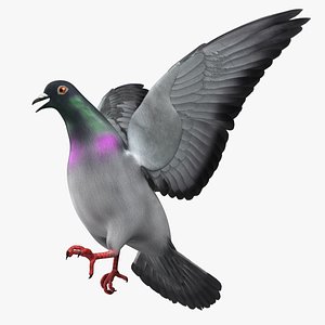 3d columba livia pigeon model