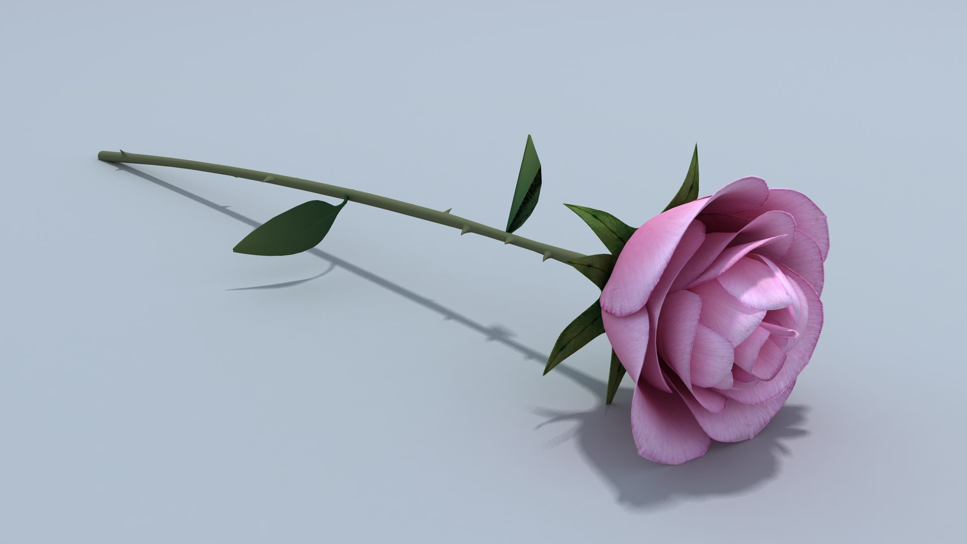 3d Model White Rose